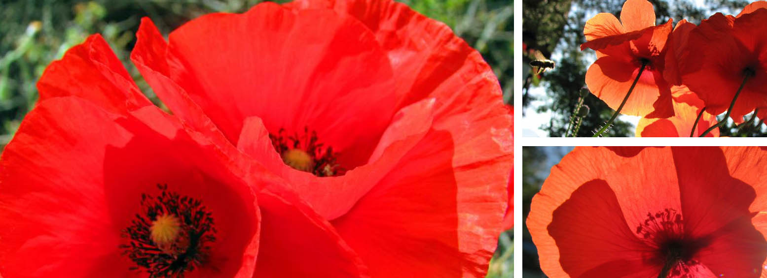 Optimal Einrichtungs Geschäft -Optimal Einrichtungs Geschäft DGDGSF