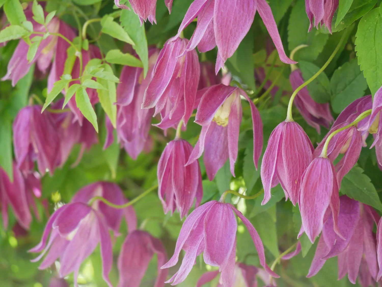 Alpenwaldrebe 'Ruby' 2 Alpenwaldrebe 'Ruby' – Bild 2