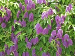 Alpenwaldrebe 'Ruby'