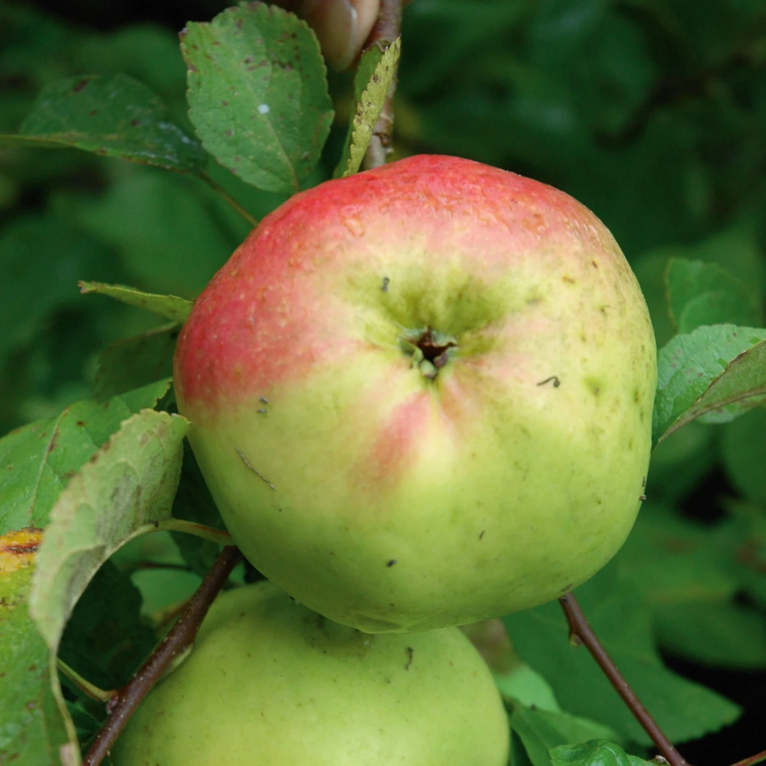 Apfel Für Allergiker 2 Apfel Für Allergiker – Bild 2