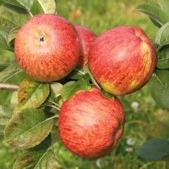 Apfel Für Allergiker 6 Apfel Für Allergiker -Optimal Einrichtungs Geschäft apfel allergiker 2