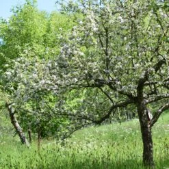 Apfel Für Allergiker 7 Apfel Für Allergiker -Optimal Einrichtungs Geschäft apfel allergiker 3