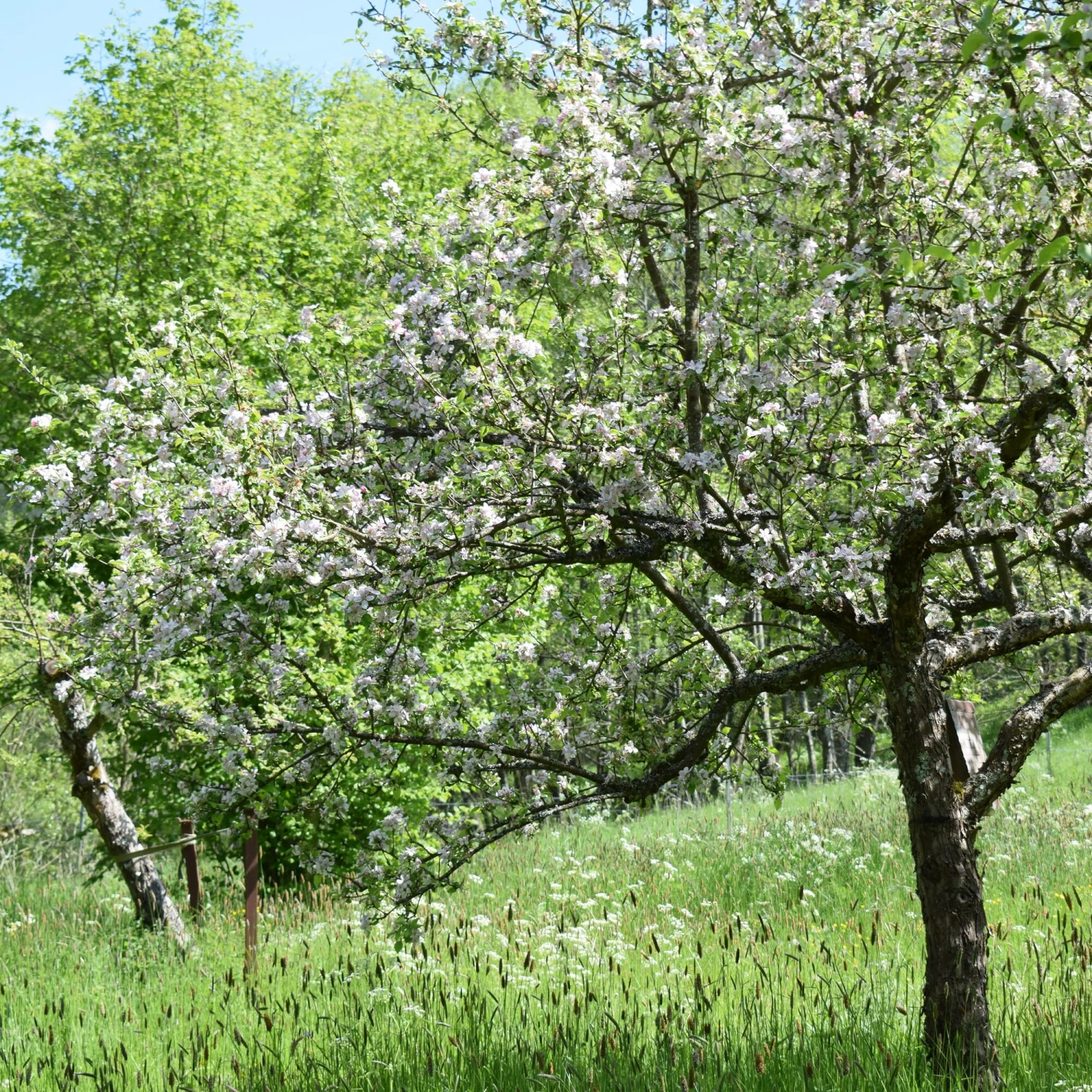 Apfel Für Allergiker 4 Apfel Für Allergiker – Bild 4