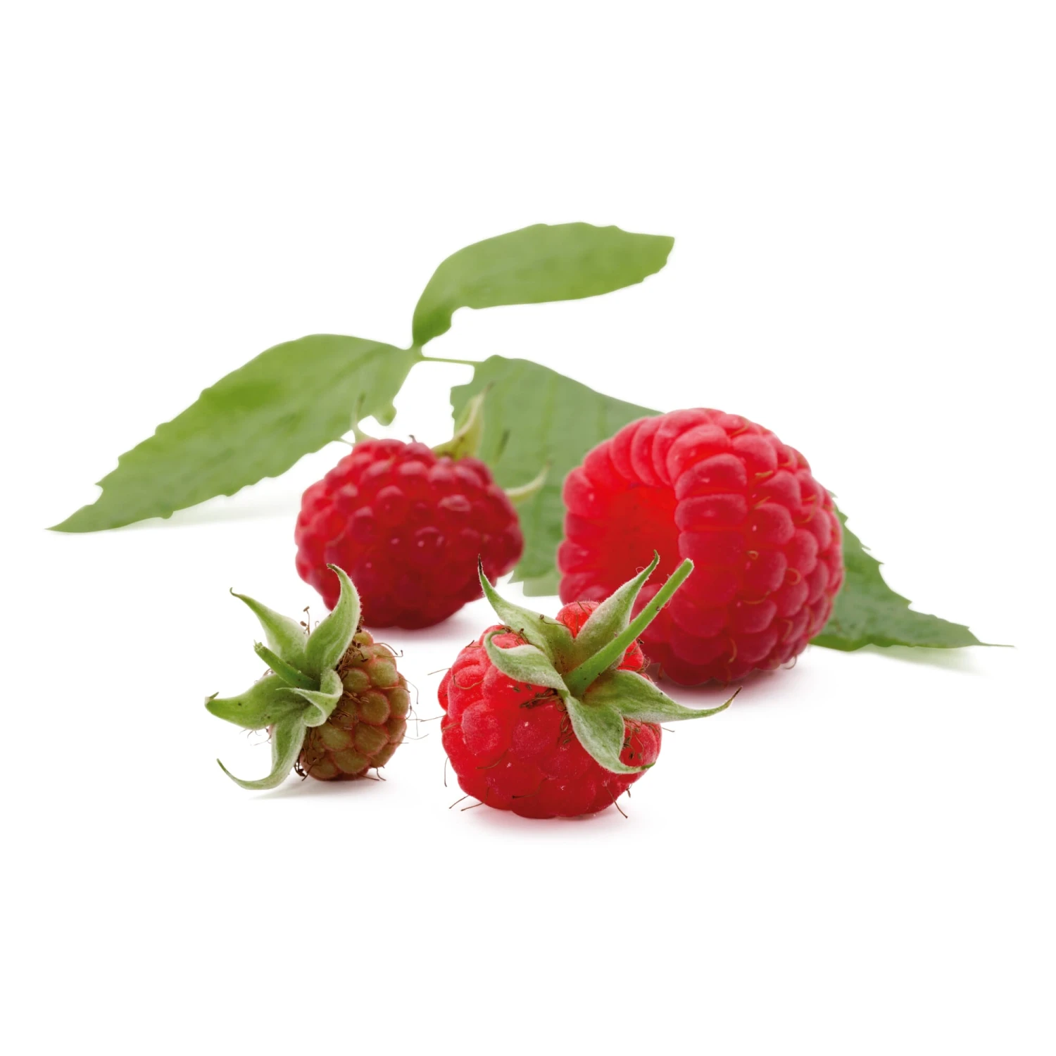 Beerenstrauch Himbeere 'Korbfüller' 2 Beerenstrauch Himbeere 'Korbfüller' – Bild 2