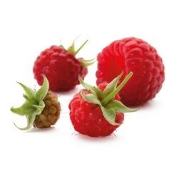 Beerenstrauch Himbeere 'Korbfüller' 5 Beerenstrauch Himbeere 'Korbfüller' -Optimal Einrichtungs Geschäft beerenstrauch himbeere korbfueller 2