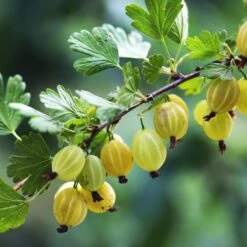 Beerenstrauch Stachelbeere 'Früheste Gelbe'