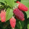 Beerenstrauch Taybeere 'Buckingham'
