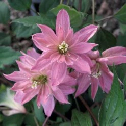 Bergwaldrebe 'Broughton Star'
