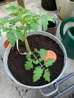 Bewässerungstopf Für Pflanzkübel -Optimal Einrichtungs Geschäft bewaesserungstopf pflanzkuebel 2