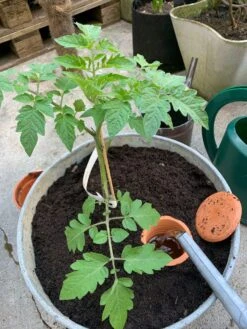 Bewässerungstopf Für Pflanzkübel -Optimal Einrichtungs Geschäft bewaesserungstopf pflanzkuebel 3