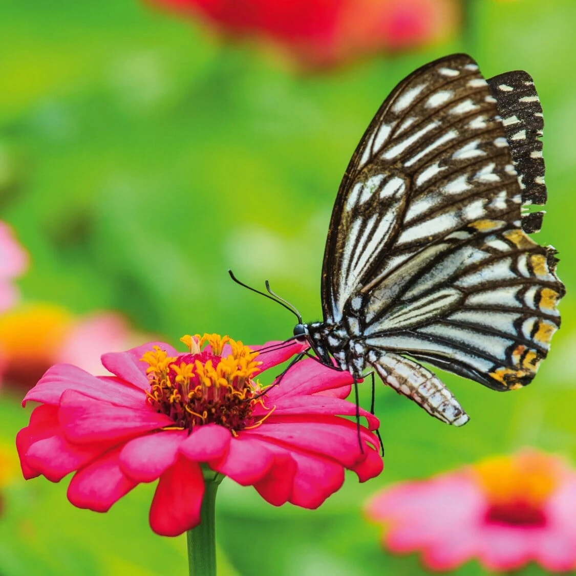 Bio-Aussaatset 'Schmetterlingsgarten' 2 Bio-Aussaatset 'Schmetterlingsgarten' – Bild 2