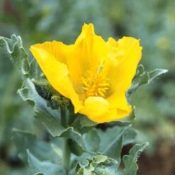 Blumensamen 'Besondere Mohngewächse' -Optimal Einrichtungs Geschäft blumensamen besondere mohngewaechse 2