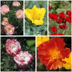 Blumensamen 'Besondere Mohngewächse'