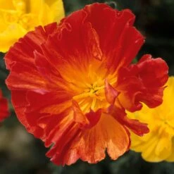 Blumensamen 'Besondere Mohngewächse' -Optimal Einrichtungs Geschäft blumensamen besondere mohngewaechse 3