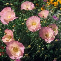 Blumensamen 'Besondere Mohngewächse' -Optimal Einrichtungs Geschäft blumensamen besondere mohngewaechse 4