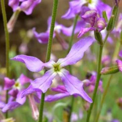 Blumensamen 'Duftende Blumen' -Optimal Einrichtungs Geschäft blumensamen duftende blumen 2