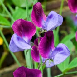 Blumensamen 'Duftende Blumen' -Optimal Einrichtungs Geschäft blumensamen duftende blumen 3