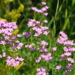 Blumensamen 'Heilpflanzen Für Die Hausapotheke' -Optimal Einrichtungs Geschäft blumensamen heilpflanzen hausapotheke 2