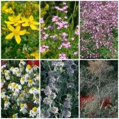 Blumensamen 'Heilpflanzen Für Die Hausapotheke'