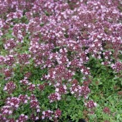Blumensamen 'Heilpflanzen Für Die Hausapotheke' -Optimal Einrichtungs Geschäft blumensamen heilpflanzen hausapotheke 3