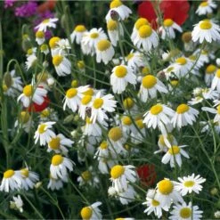 Blumensamen 'Heilpflanzen Für Die Hausapotheke' -Optimal Einrichtungs Geschäft blumensamen heilpflanzen hausapotheke 4