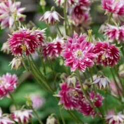 Blumensamen 'Historische Akeleien' -Optimal Einrichtungs Geschäft blumensamen historische akeleien 2