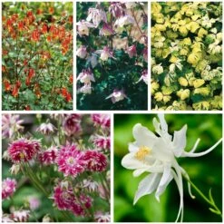 Blumensamen 'Historische Akeleien'