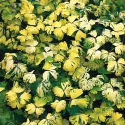 Blumensamen 'Historische Akeleien' -Optimal Einrichtungs Geschäft blumensamen historische akeleien 3