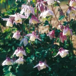 Blumensamen 'Historische Akeleien' -Optimal Einrichtungs Geschäft blumensamen historische akeleien 4