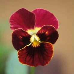 Blumensamen 'Historische Hornveilchen' -Optimal Einrichtungs Geschäft blumensamen historische hornveilchen 2