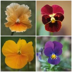 Blumensamen 'Historische Hornveilchen'