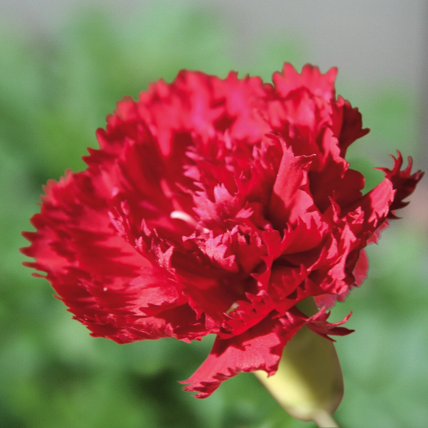 Blumensamen 'Historische Nelken' 2 Blumensamen 'Historische Nelken' – Bild 2