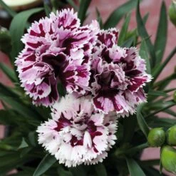 Blumensamen 'Historische Nelken' 7 Blumensamen 'Historische Nelken' -Optimal Einrichtungs Geschäft blumensamen historische nelken 2