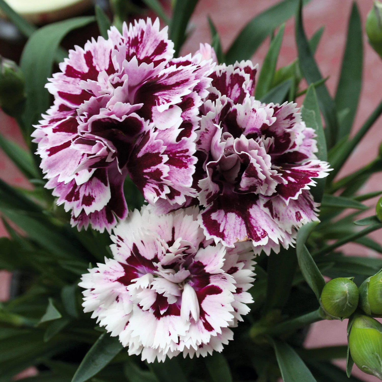 Blumensamen 'Historische Nelken' 3 Blumensamen 'Historische Nelken' – Bild 3