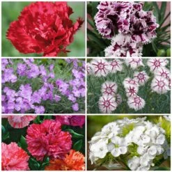 Blumensamen 'Historische Nelken'