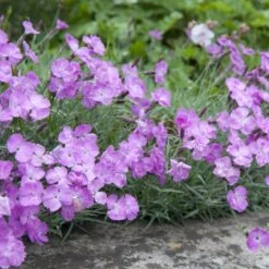 Blumensamen 'Historische Nelken' 8 Blumensamen 'Historische Nelken' -Optimal Einrichtungs Geschäft blumensamen historische nelken 3