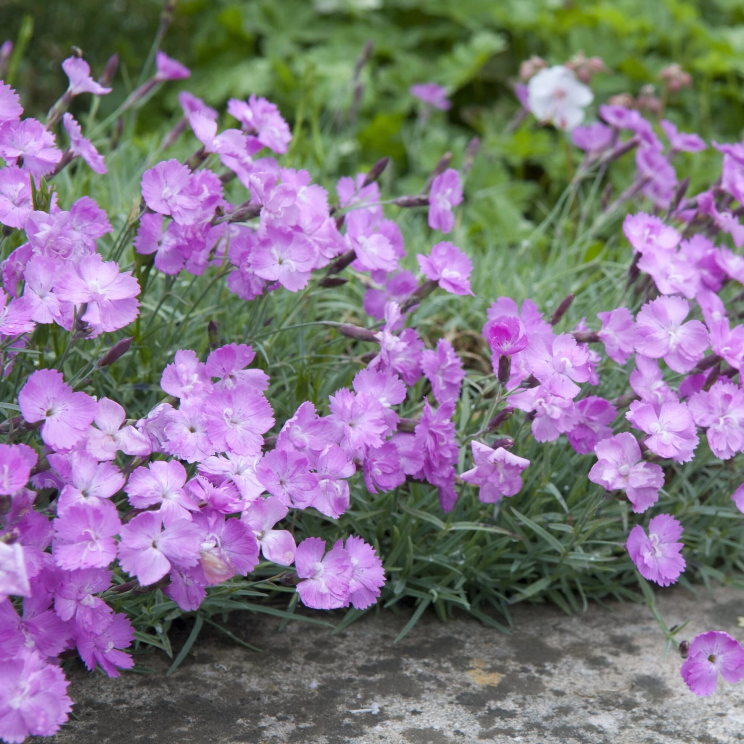 Blumensamen 'Historische Nelken' 4 Blumensamen 'Historische Nelken' – Bild 4
