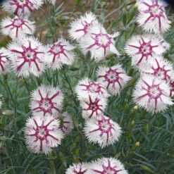 Blumensamen 'Historische Nelken' 9 Blumensamen 'Historische Nelken' -Optimal Einrichtungs Geschäft blumensamen historische nelken 4