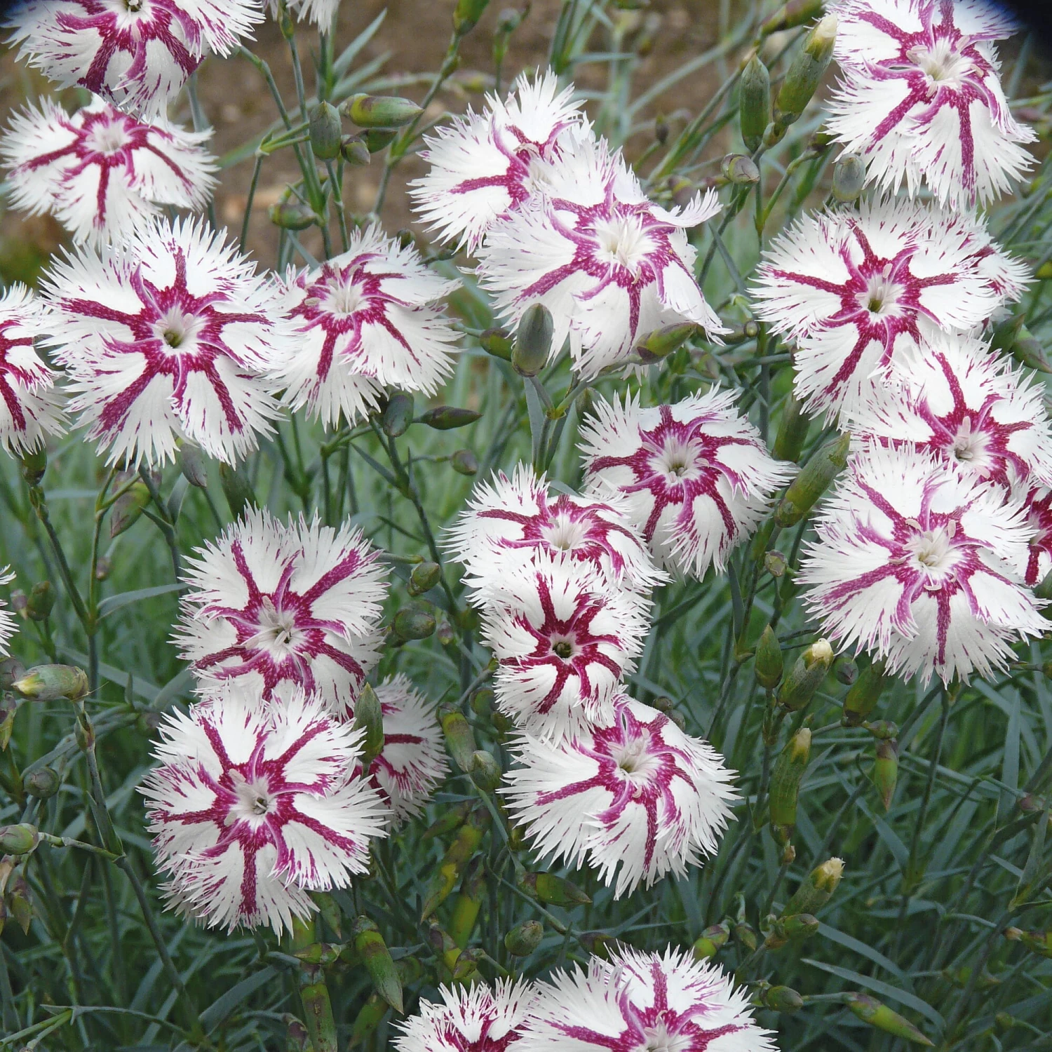 Blumensamen 'Historische Nelken' 5 Blumensamen 'Historische Nelken' – Bild 5