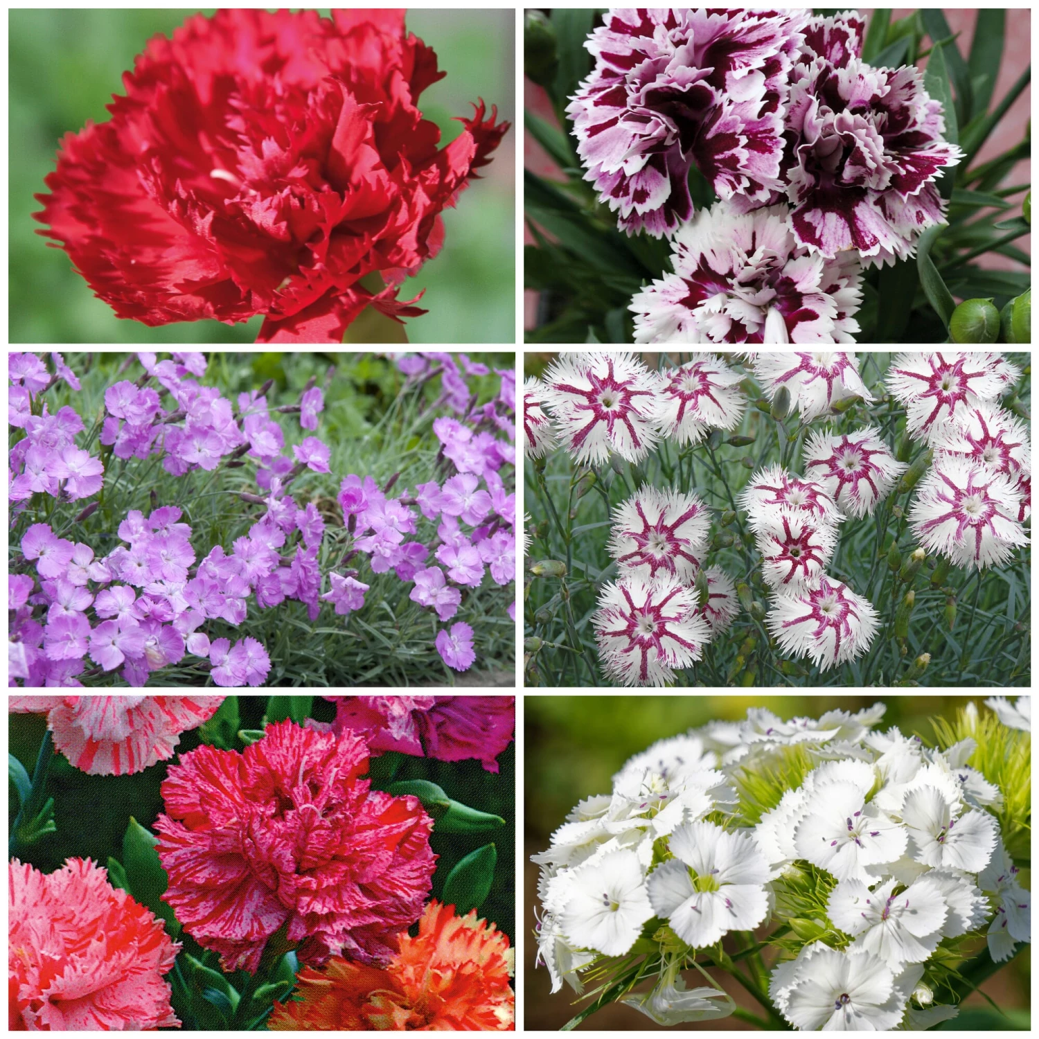 Blumensamen 'Historische Nelken' 1 Blumensamen 'Historische Nelken'