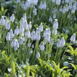 Blumenzwiebeln Zum Verwildern -Optimal Einrichtungs Geschäft blumenzwiebeln verwildern 2