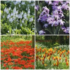 Blumenzwiebeln Zum Verwildern