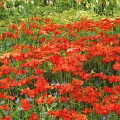 Blumenzwiebeln Zum Verwildern -Optimal Einrichtungs Geschäft blumenzwiebeln verwildern 3