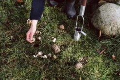 Blumenzwiebelpflanzer Edelstahl -Optimal Einrichtungs Geschäft blumenzwiebelpflanzer edelstahl 3