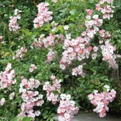 Bodendeckerrose 'Rosa Sternenflor' -Optimal Einrichtungs Geschäft bodendeckerrose rosa sternenflor 2