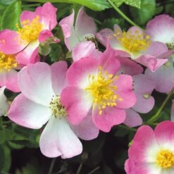 Bodendeckerrose 'Rosa Sternenflor'