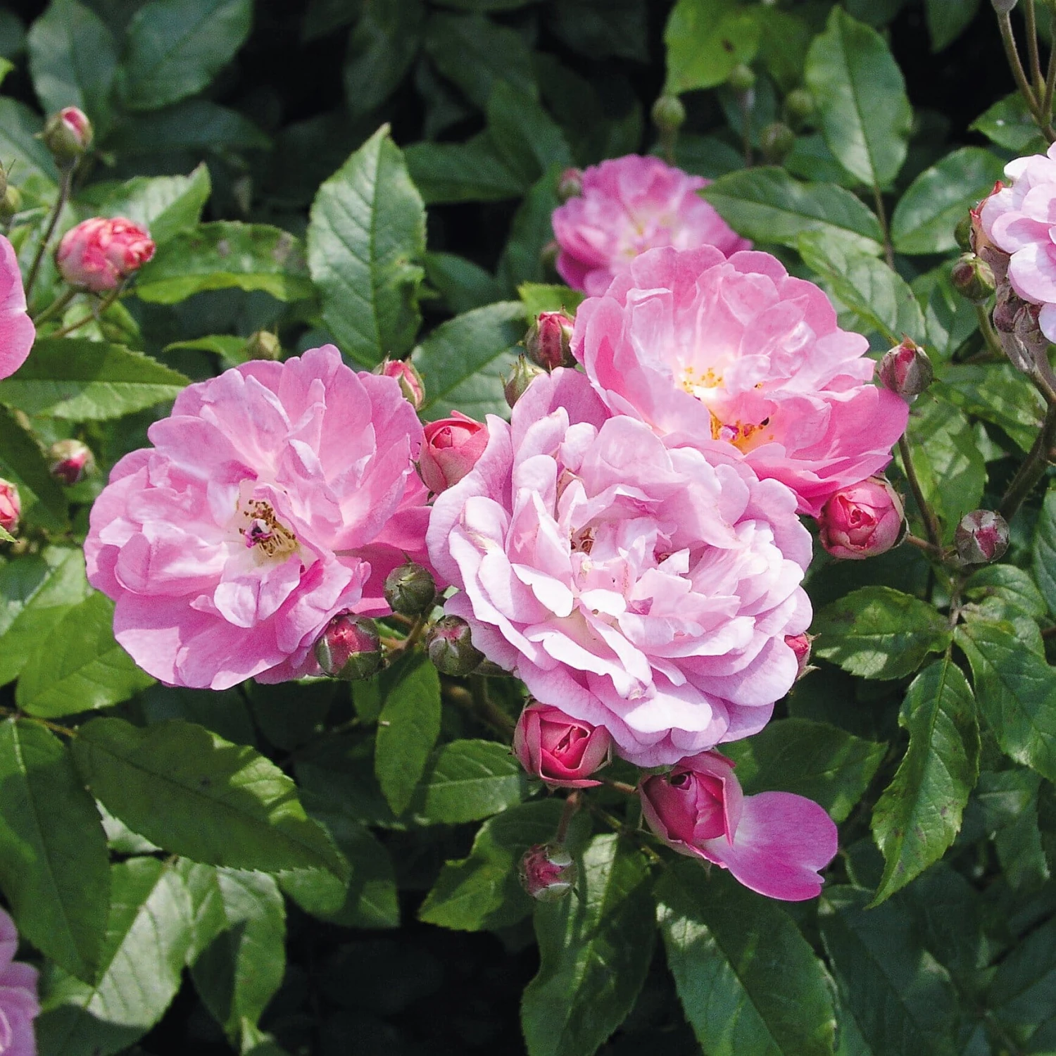 Bodendeckerrose 'Souvenir De Greuville' 2 Bodendeckerrose 'Souvenir De Greuville' – Bild 2