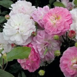 Bodendeckerrose 'Souvenir De Greuville'