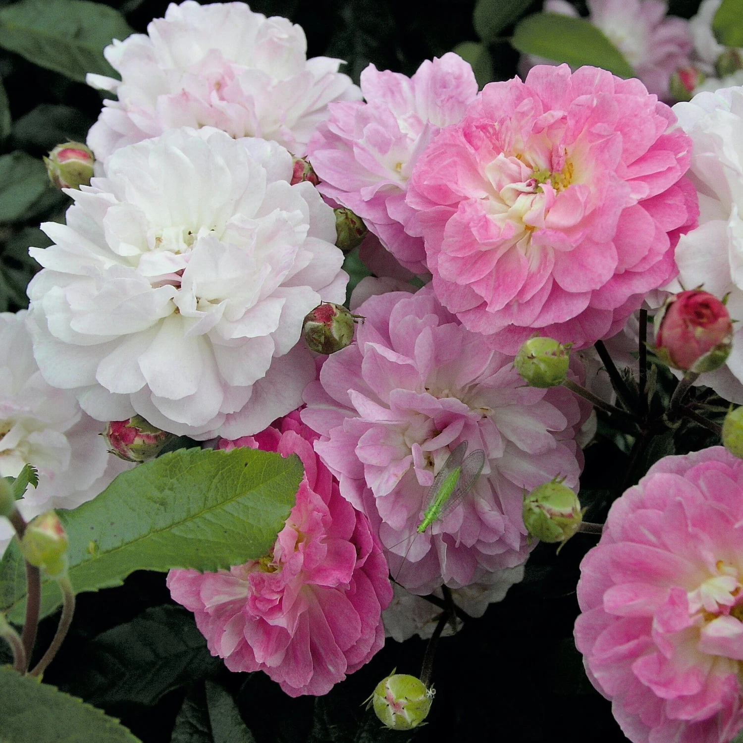 Bodendeckerrose 'Souvenir De Greuville' 1 Bodendeckerrose 'Souvenir De Greuville'