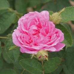 Damaszenerrose 'Miranda'